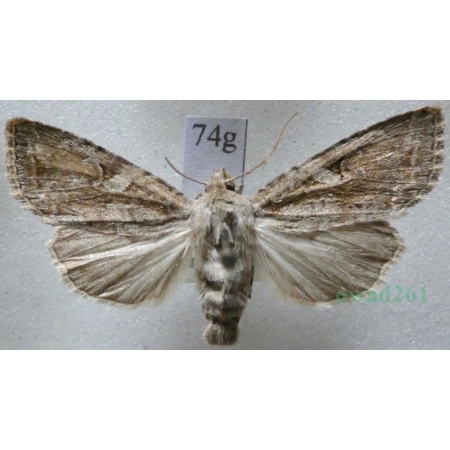 Apterogenum ypsillon (Denis & Schiffermüller, 1775) Slovakia74g